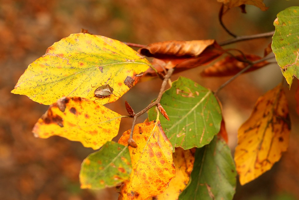 Jesienny pluskwiak
Słowa kluczowe: liść,żółty,owad