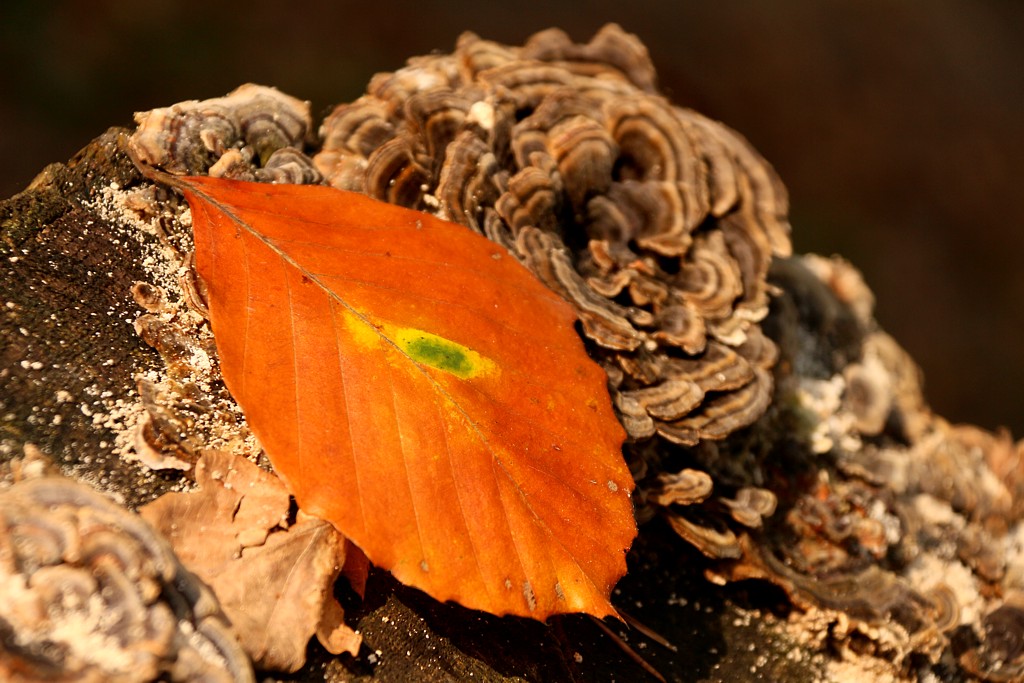 Jesienny liść
Słowa kluczowe: liść,pomarańczowy