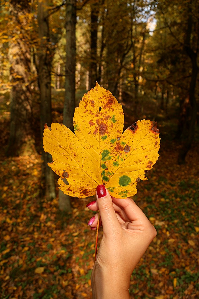 Jesieny liść
Słowa kluczowe: liść,żółty