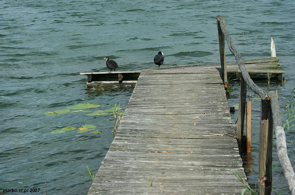Łyski
Jezioro Wigry, Suwalszczyzna 2007
Słowa kluczowe: ptak