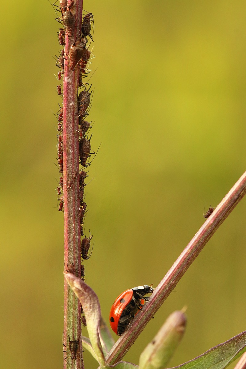 Biedronka siedmiokropka
[i]Coccinella septempunctata[/i]
Słowa kluczowe: owad,czerwony,biedronka