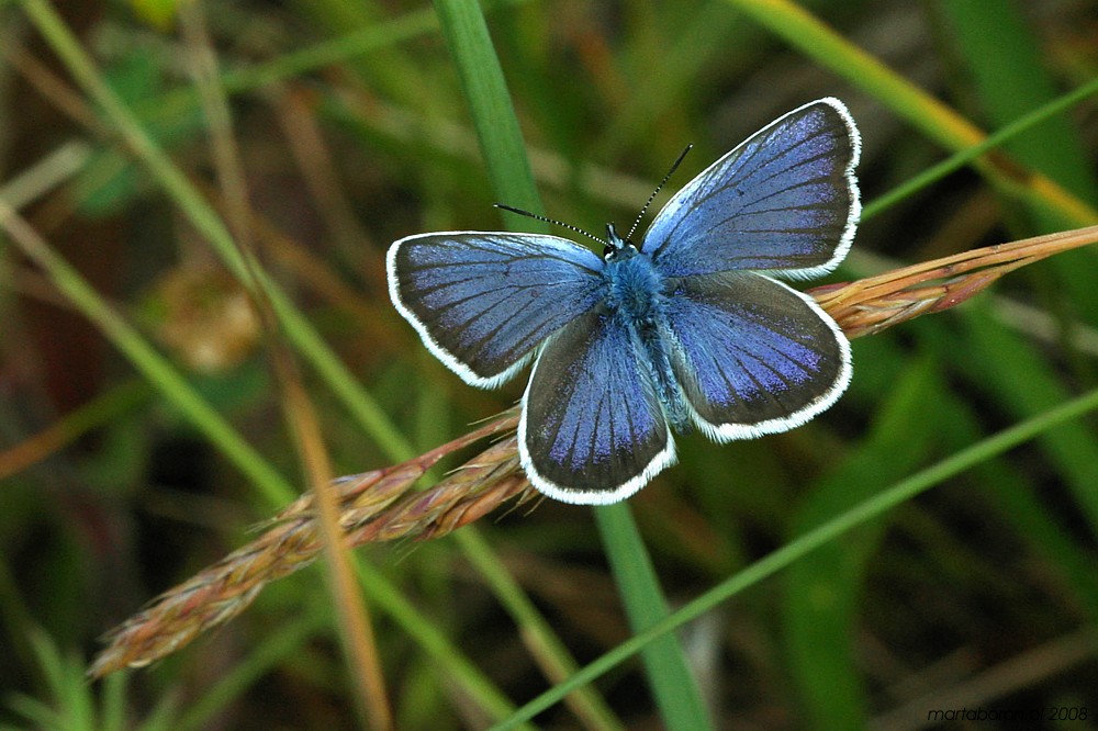 [i]Lepidoptera[/i]
Modraszek
Słowa kluczowe: owad,motyl,niebieski