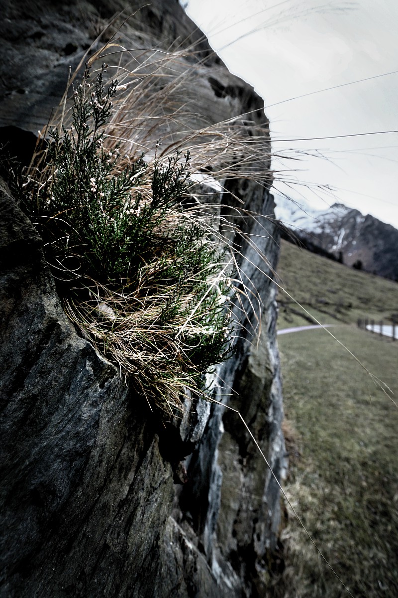 Surowe alpejskie krajobrazy
Guttannen, Szwajcaria 2016
Słowa kluczowe: szary,góry