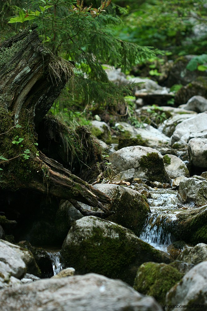 Pod konarem
Dolina Strążyska, Tatry 2008
Słowa kluczowe: góry,woda