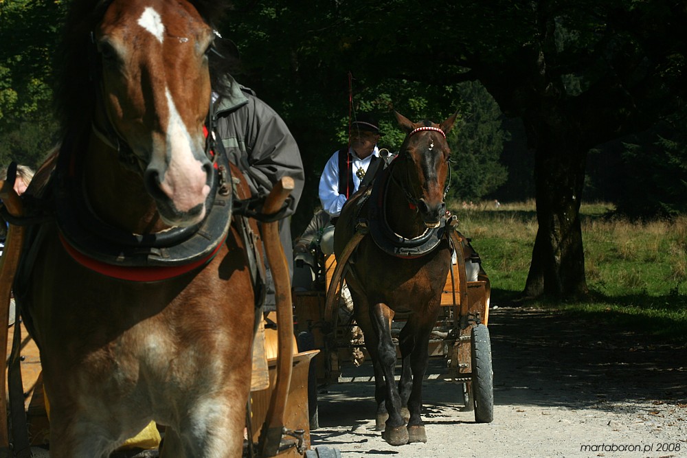 Bryczka
Dolina Kościeliska, Tatry 2008
Słowa kluczowe: koń