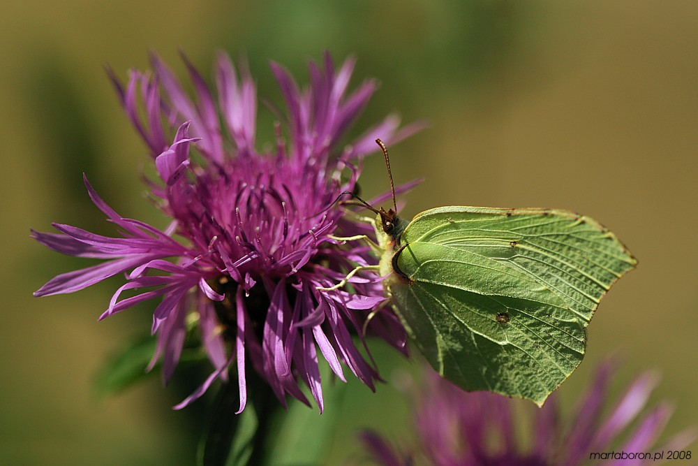 Listokowiec cytrynek, samica
[i]Gonepteryx rhamni[/i]
Słowa kluczowe: owad,motyl,kwiat,fioletowy