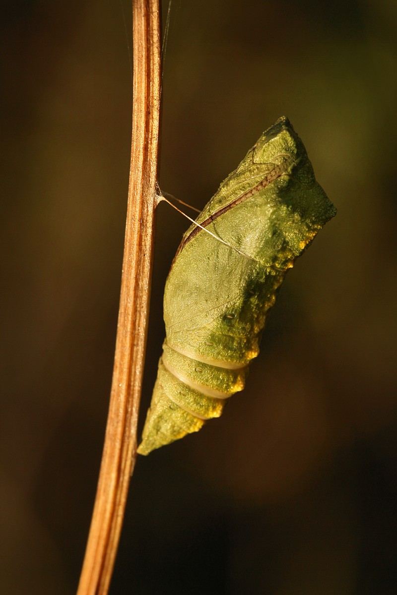 Poczwarka motyla
Słowa kluczowe: owad,motyl,zielony