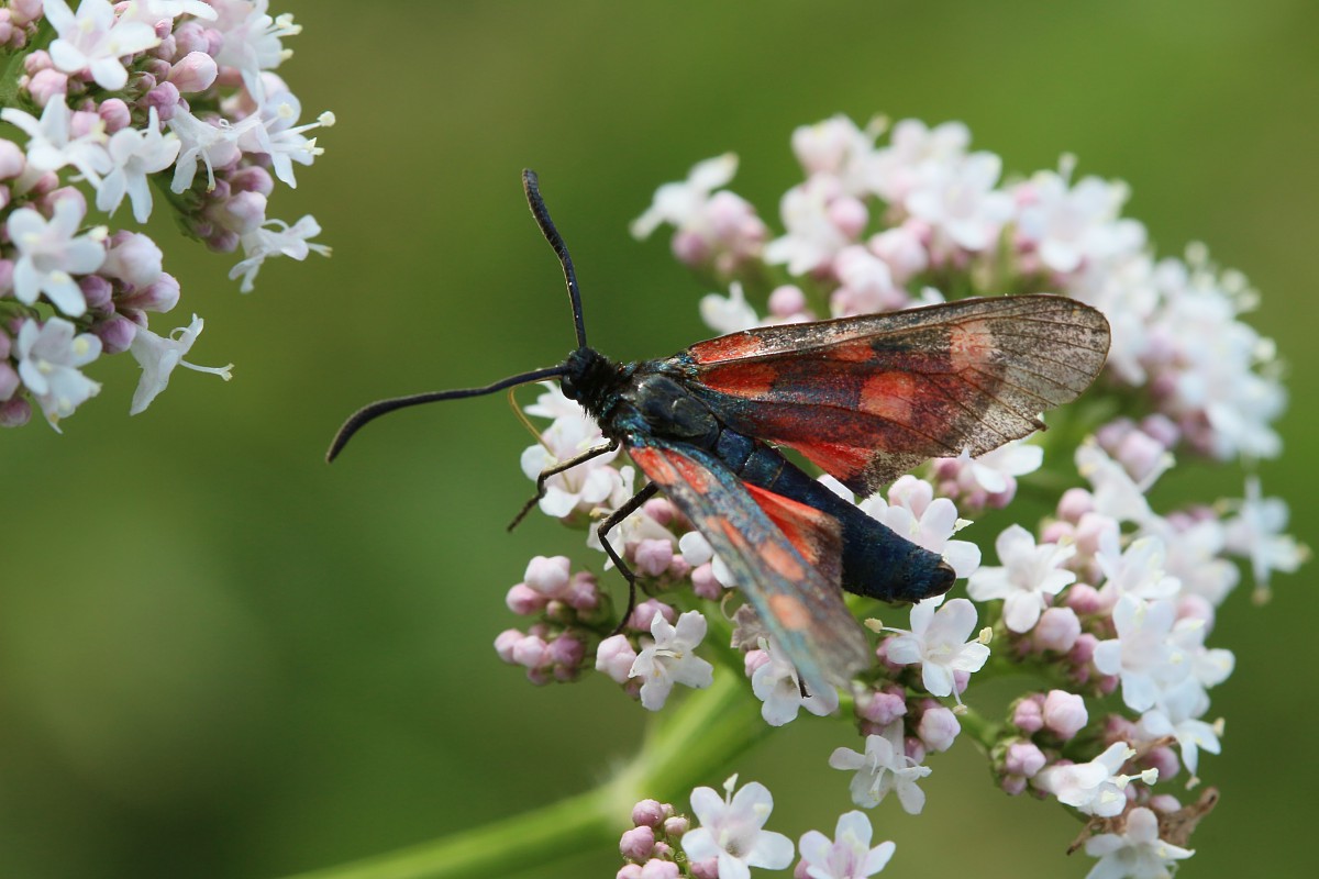 Kraśnik pięcioplamek
[i]Zygaena trifolii[/i]
Słowa kluczowe: motyl,owad,czerwony