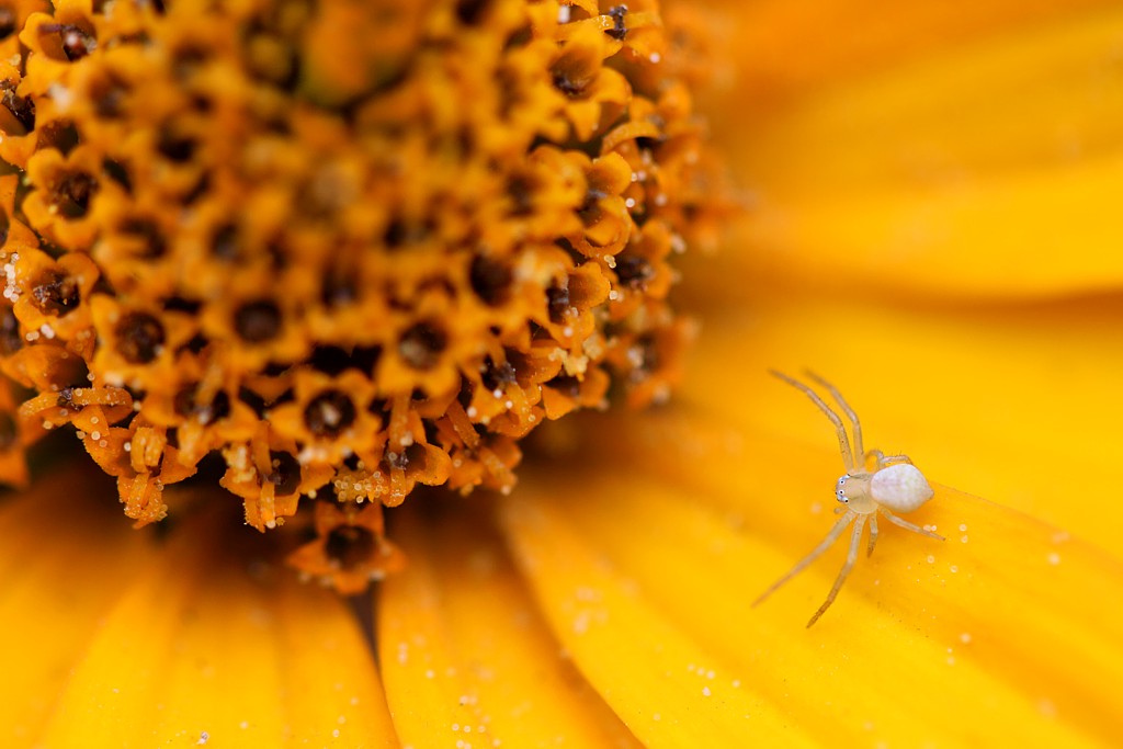 Pajączek na cynii 1
Słowa kluczowe: pająk,żółty,kwiat