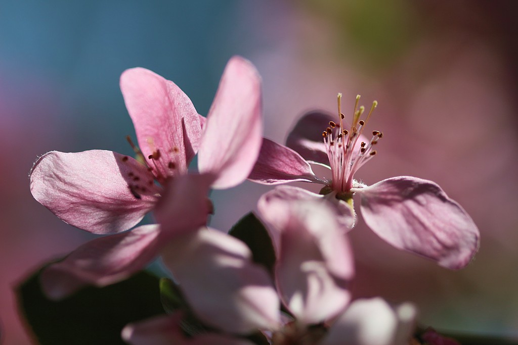 Kwiaty jabłoni
Wiosennie
Słowa kluczowe: kwiat,różowy