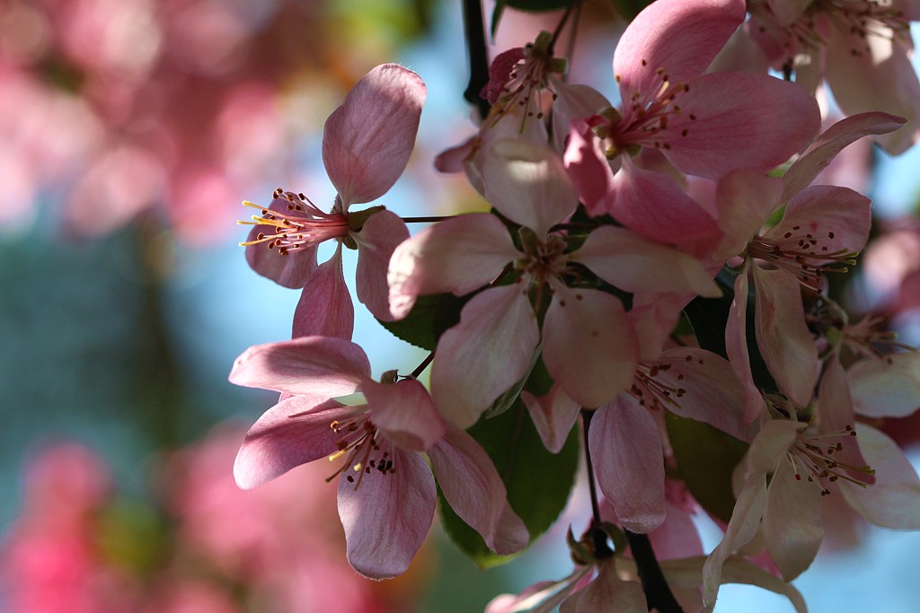 Kwiaty jabłoni
Wiosennie
Słowa kluczowe: kwiat,różowy