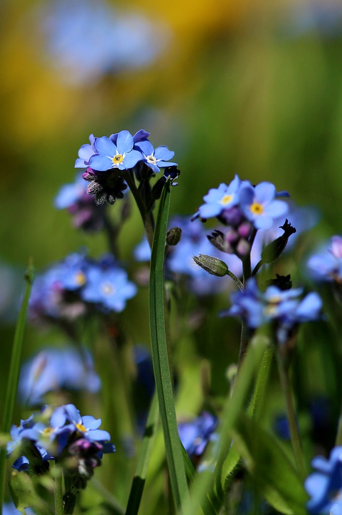 Niezapominajka
[i]Myosotis sp.[/i]
Słowa kluczowe: kwiat,niebieski