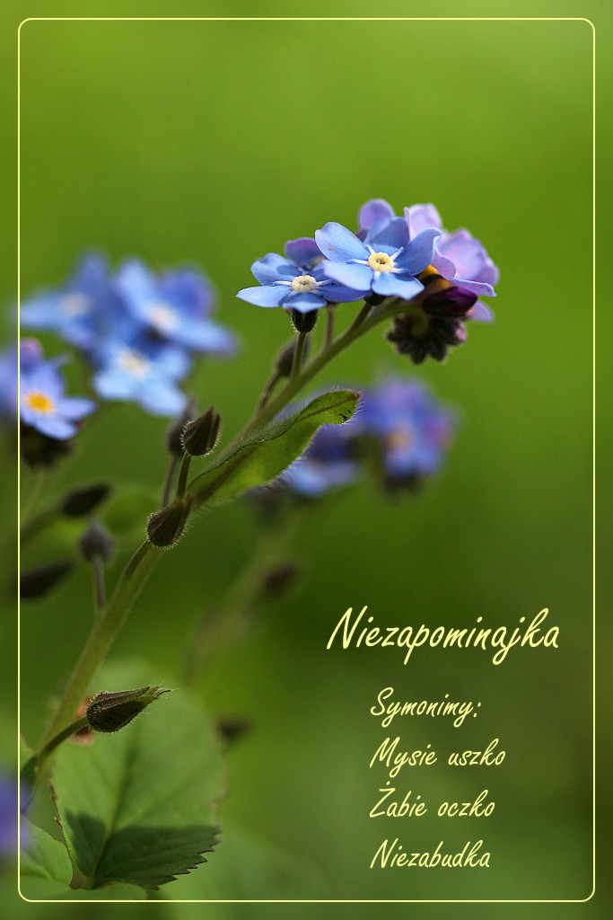 Niezapominajka
[i]Myosotis sp.[/i]
Słowa kluczowe: kwiat,niebieski