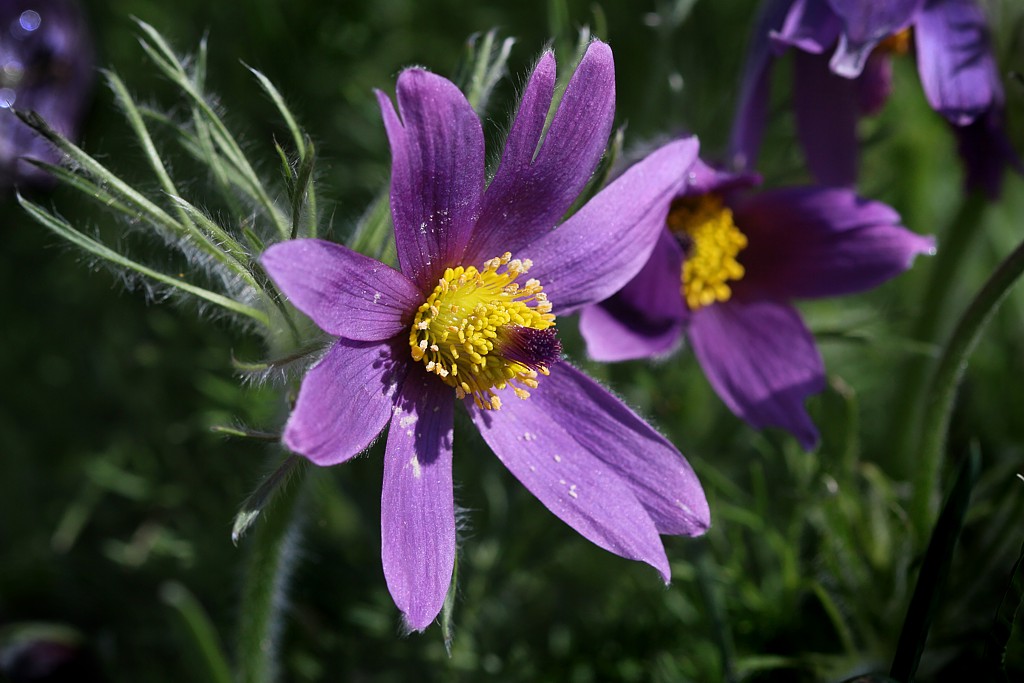 Sasanka
Wiosennie
Słowa kluczowe: kwiat,fioletowy
