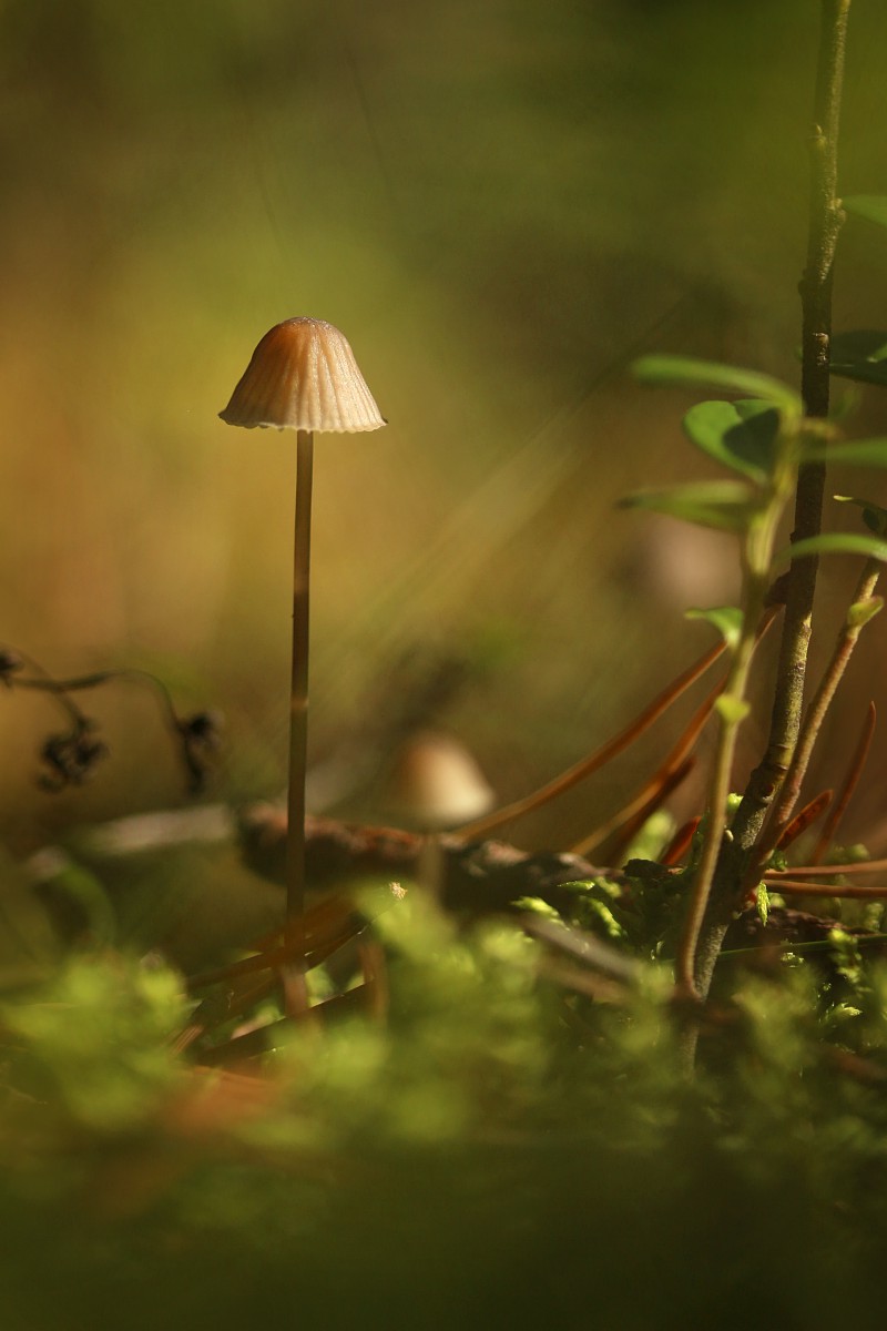 Małe grzyby w lesie
Rezerwat przyrody Dolina Żabnika
Jaworzno, Śląskie
Wrzesień 2017
Słowa kluczowe: grzyb,las,zielony
