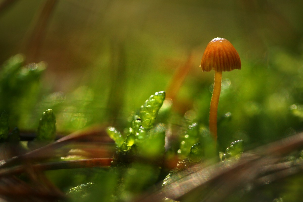 Małe grzyby w lesie
Rezerwat przyrody Dolina Żabnika
Jaworzno, Śląskie
Wrzesień 2017
Słowa kluczowe: grzyb,zielony,las