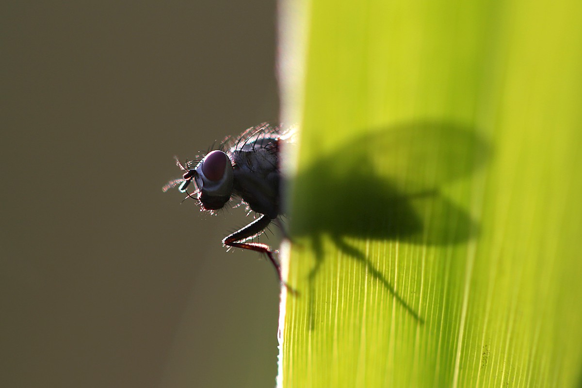 Pół muchy
Słowa kluczowe: owad,mucha,zielony