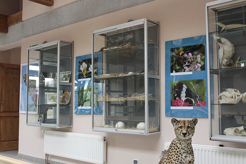Wystawa Entomologiczna - Chorzów ZOO 2011
Nawet gepard pojawił się na wystawie.
[i]Photo by K.K.[/i]
