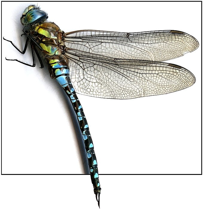 Żagnica jesienna, samiec
Słowa kluczowe: owad,ważka,niebieski