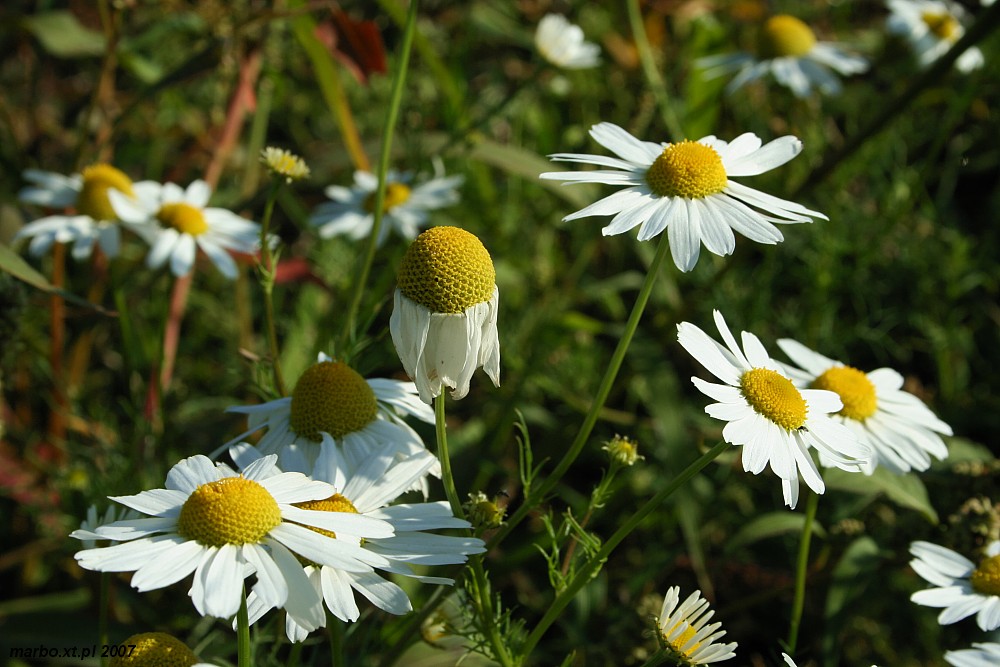 Rumian polny
Słowa kluczowe: kwiat,biały