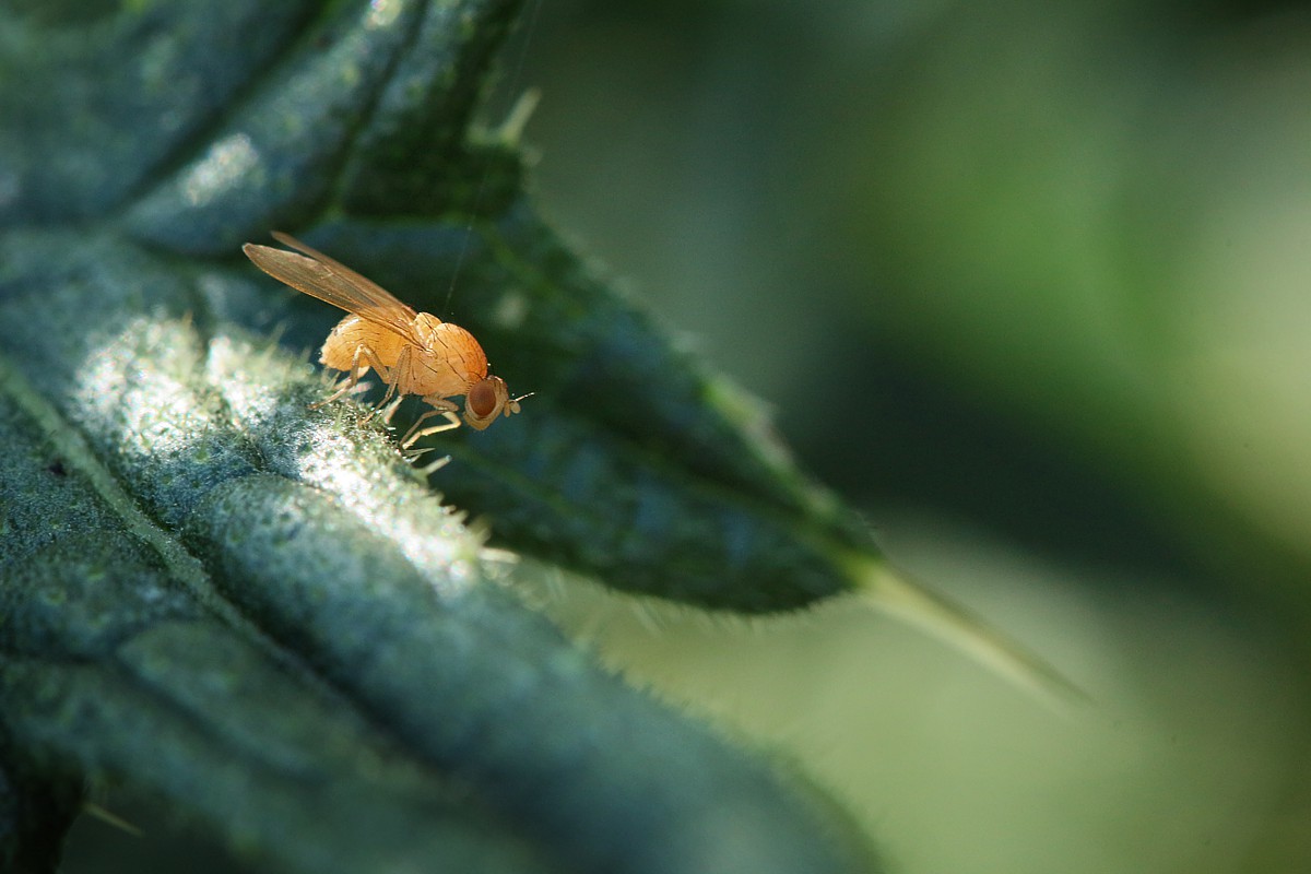 Maleńska muszka
[i]Drosophila funebris[/i]
Słowa kluczowe: owad,mucha