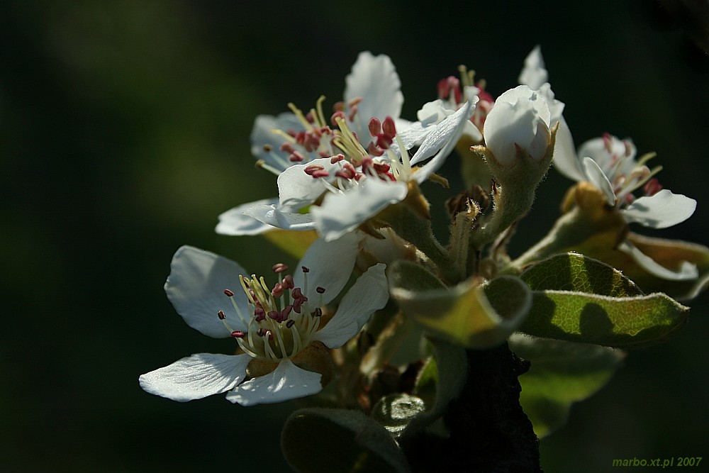 Kwitnący sad - grusza
[i]Pyrus communis[/i]
Słowa kluczowe: kwiat,biały