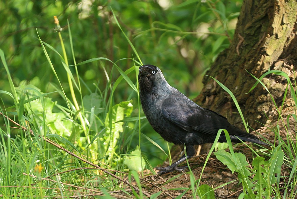Kawka w trawie
[i]Corvus monedula[/i]
Słowa kluczowe: ptak,czarny