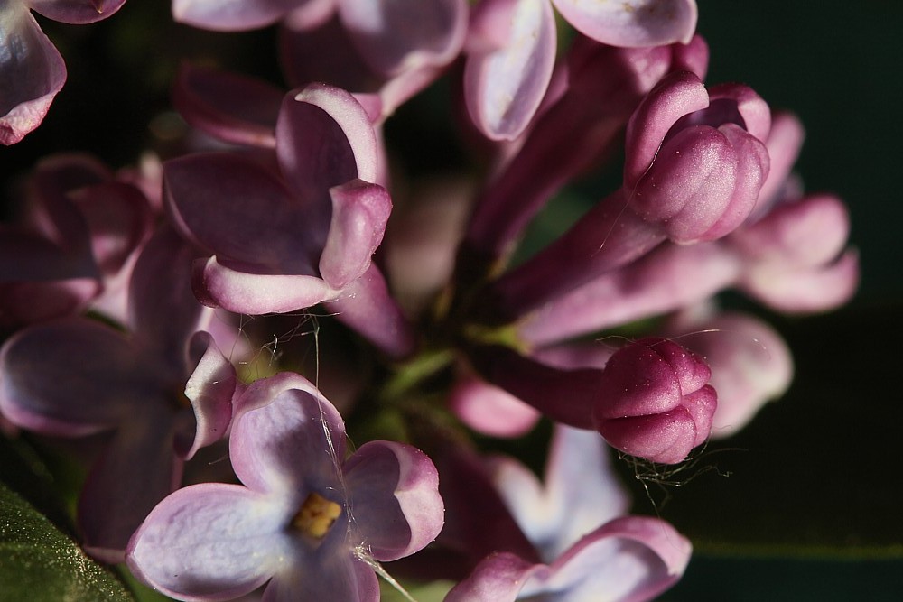 Bez lilak
[i]Syringa vulgaris[i/]
Słowa kluczowe: kwiat,fioletowy