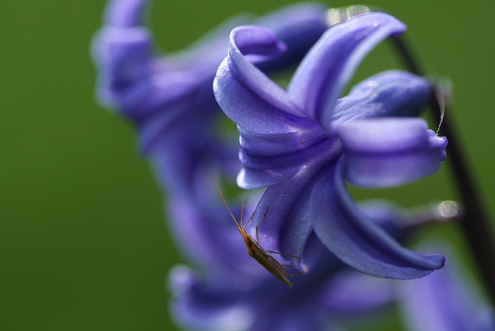 Hiacynt wschodni
[i]Hyacinthus sp.[/i]
Słowa kluczowe: kwiat,niebieski