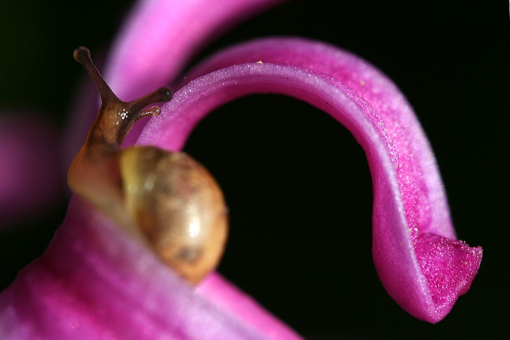 Wstężyk ogrodowy
[i]Cepaea hortensis[/i]
Słowa kluczowe: ślimak