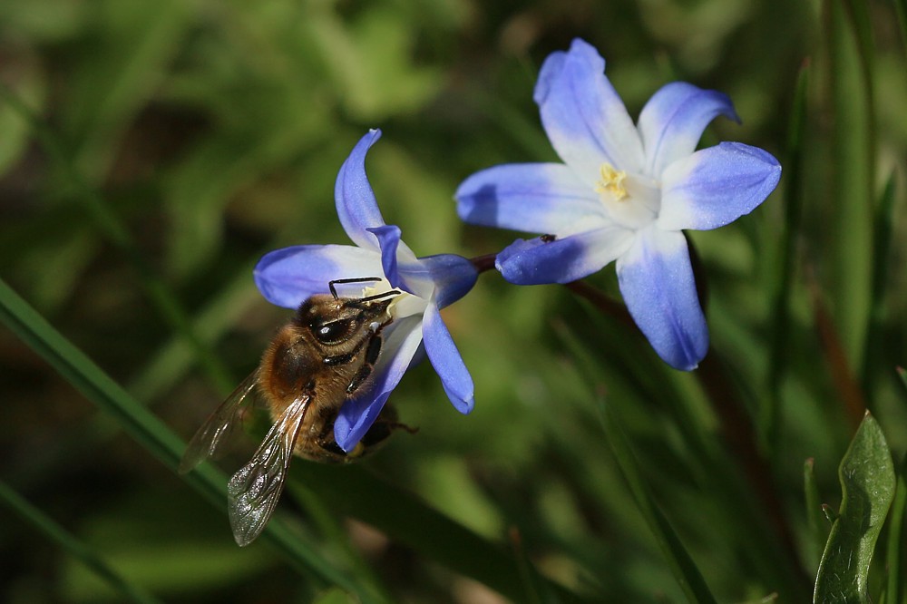 Pszczoła miodna na cebulicy
[i]Apis mellifera[/i]
Słowa kluczowe: owad,pszczoła