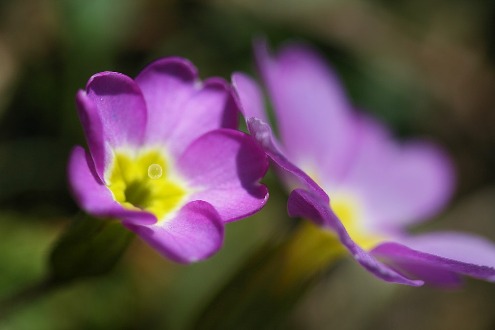 Violet
Pierwiosnek - [i]Primula sp.[/i]
Słowa kluczowe: kwiat,fioletowy,wiosna