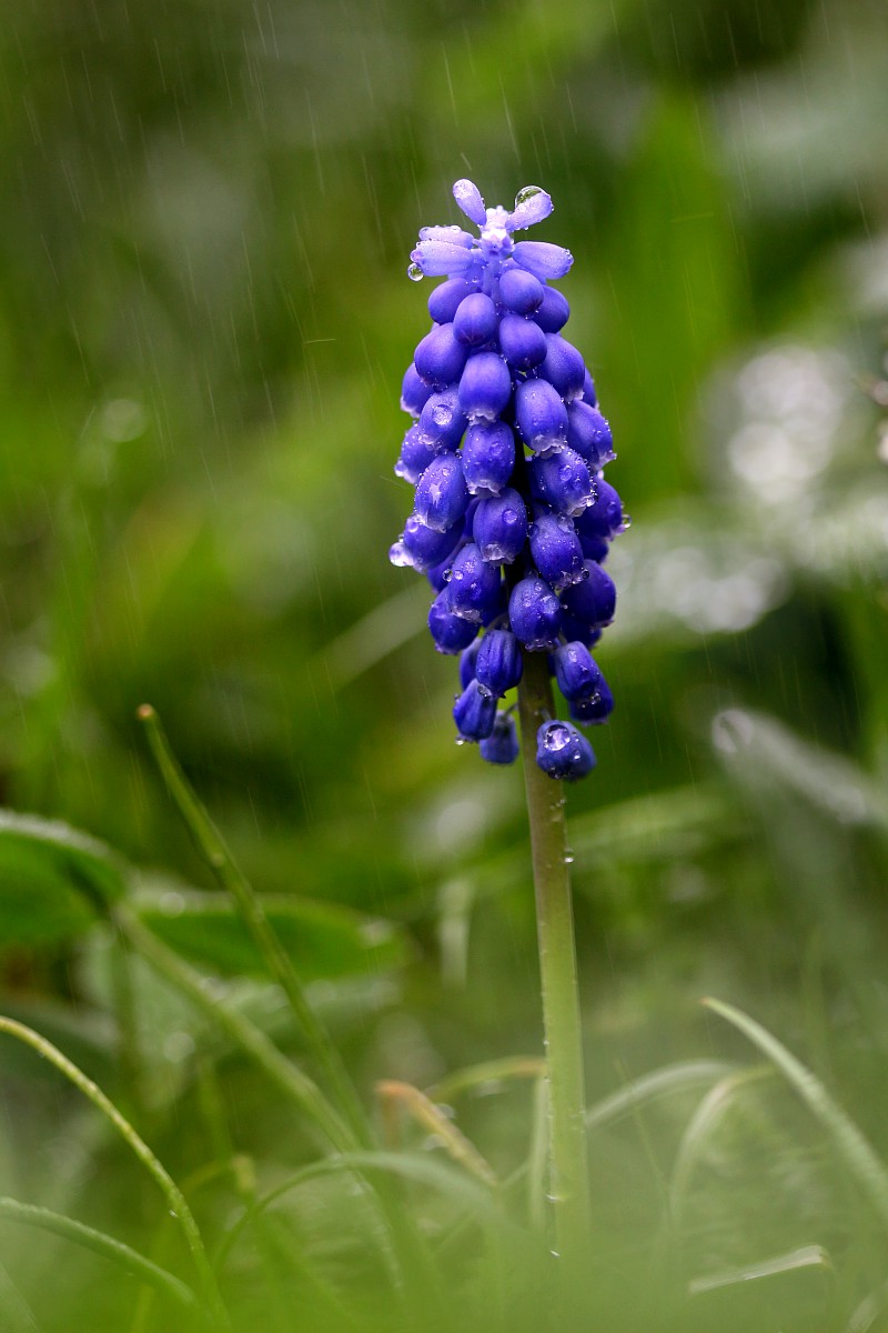 Szafirek
[i]Muscari sp.[/i]
Deszczowo
Słowa kluczowe: kwiat,zielony,niebieski