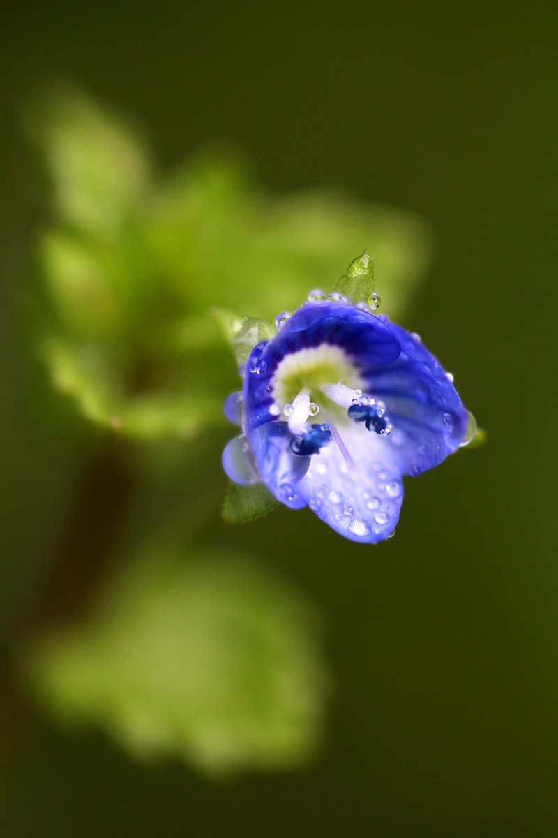 Przetacznik
[i]Veronica sp.[/i]
Deszczowo
Słowa kluczowe: kwiat,zielony,niebieski