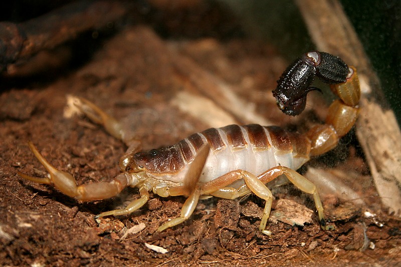 Skorpion
Słowa kluczowe: owad
