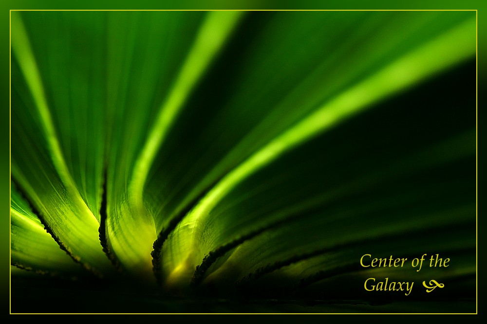 Center of the Galaxy
Słowa kluczowe: liść,zielony