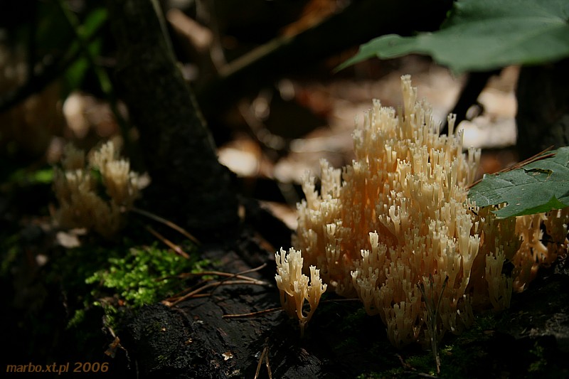 W ciemnym lesie...
Świecznica rozgałęziona
[i]Artomyces pyxidatus[/i]
Słowa kluczowe: grzyb,las