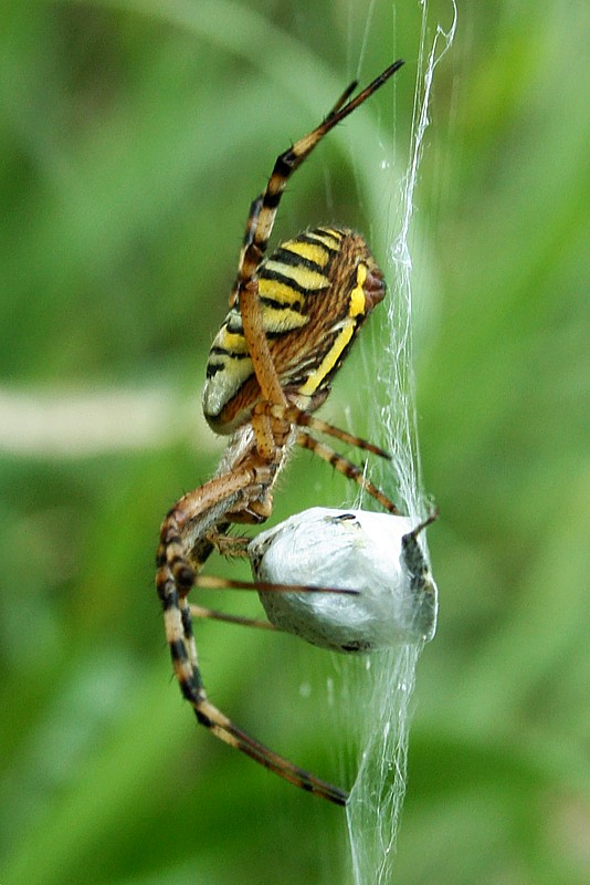 Tygrzyk paskowany ze zdobyczą
[i]Argiope bruennichi[/i]
Słowa kluczowe: pająk