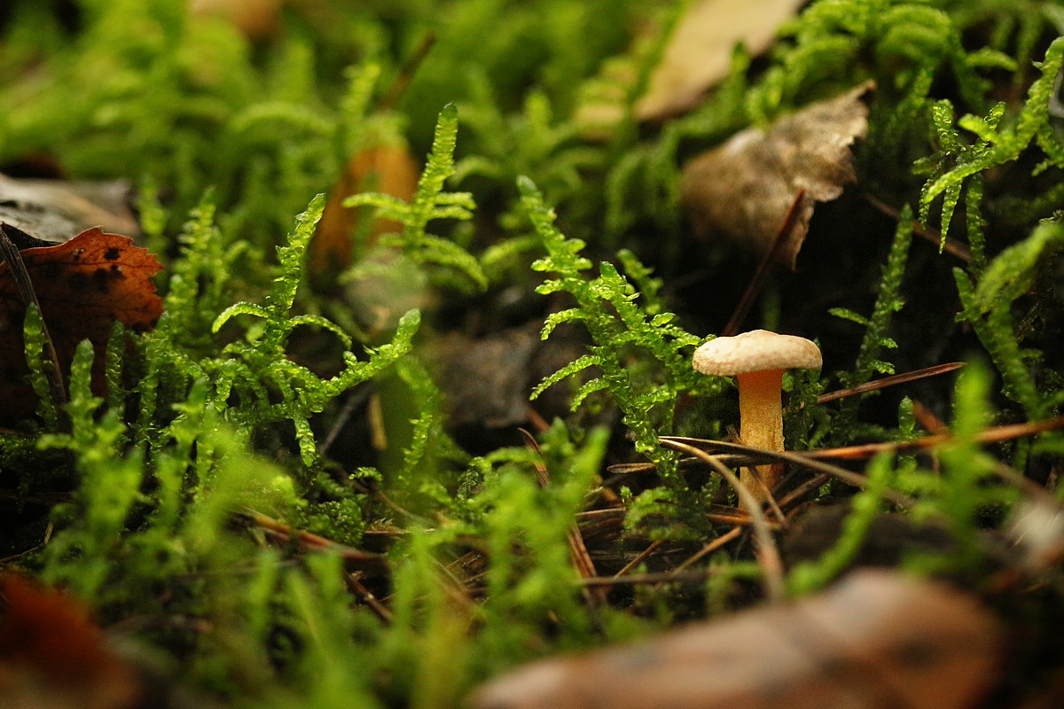 Maleńkie grzyby
Słowa kluczowe: grzyb,zielony,las