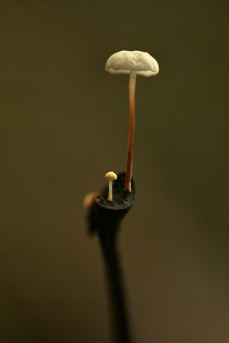 Twardzioszek nalistny
[i]Marasmius bulliardii[/i]
Słowa kluczowe: grzyb,brązowy