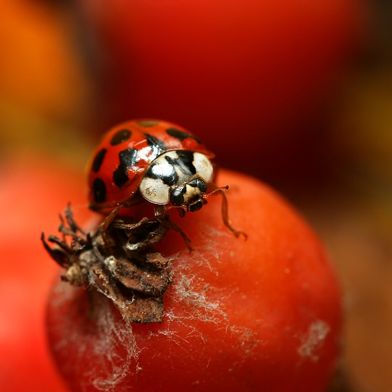 Jesienna biedrona
Słowa kluczowe: owad,czerwony,biedronka