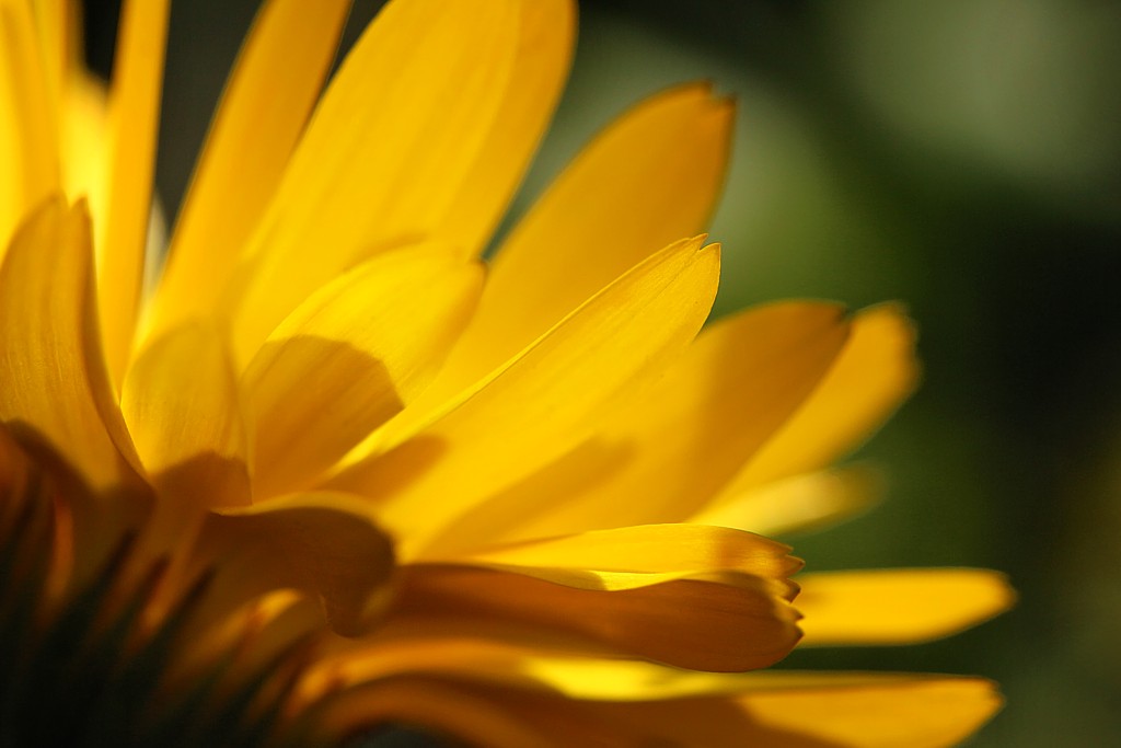 Kwiat
Jesiennie
Słowa kluczowe: żółty,kwiat