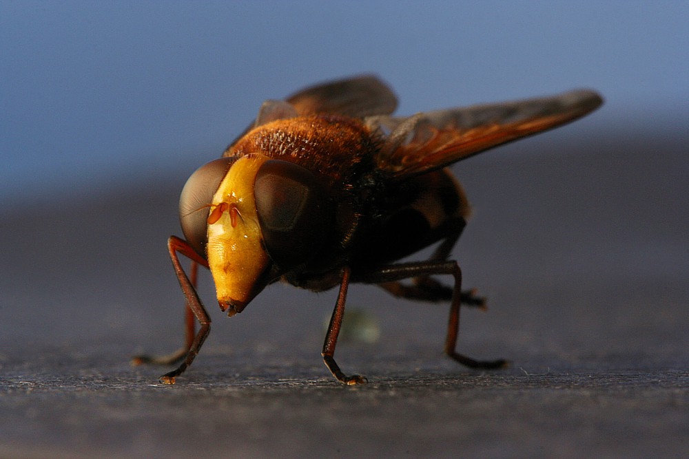 Największy krajowy bzyg
[i]Volucella zonaria[/i]
Słowa kluczowe: owad,mucha