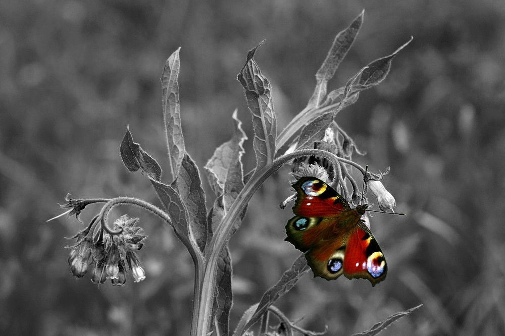 Rusałka pawik
[i]Inachis io[/i]
Słowa kluczowe: owad,motyl