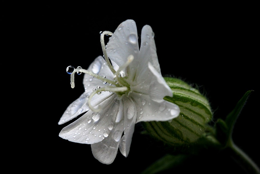 Die Blume
Bniec biały
[i]Melandrium album[/i]
Słowa kluczowe: kwiat,biały
