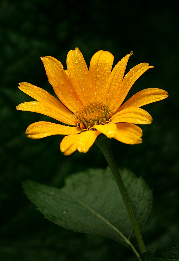 Die Blume
Słowa kluczowe: kwiat,żółty