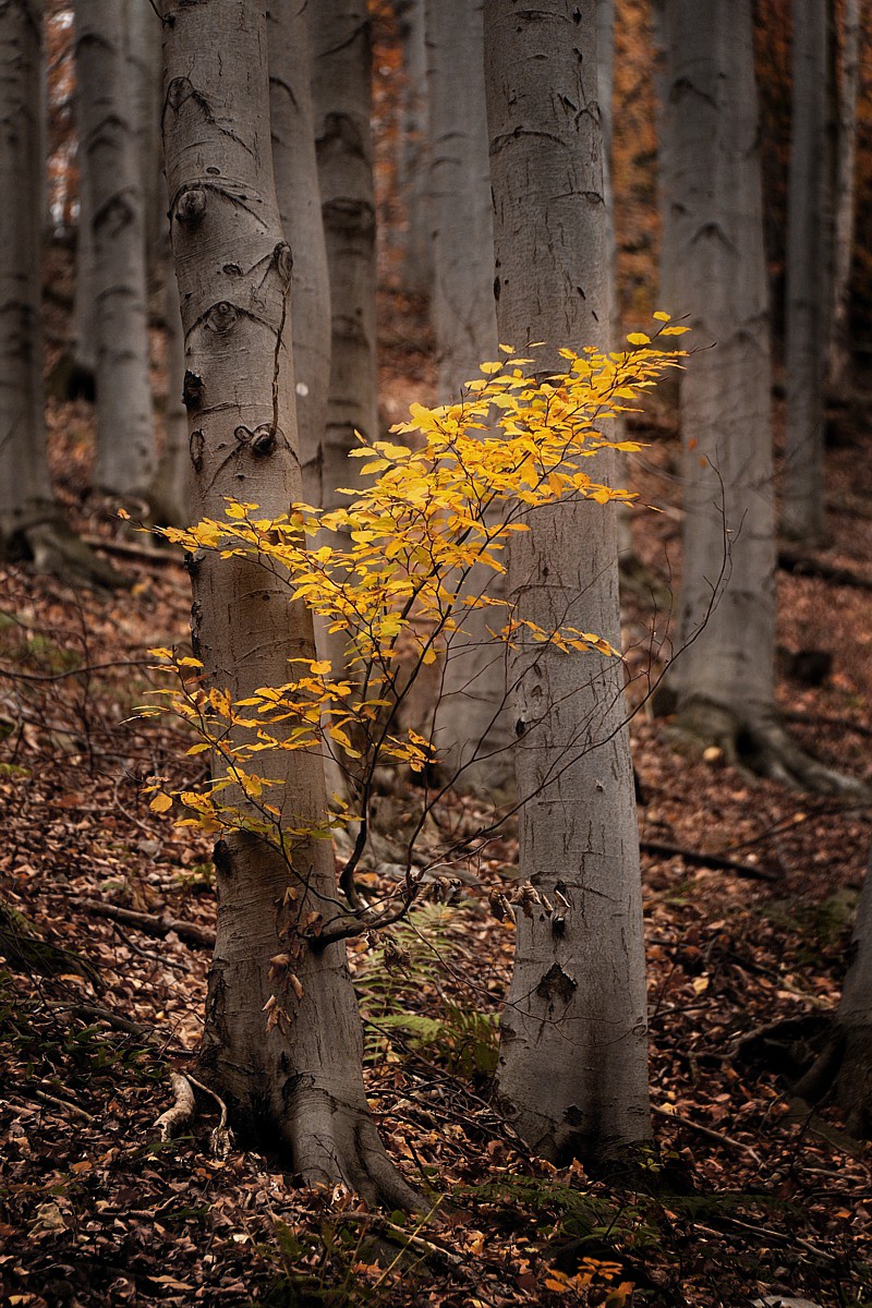 Jesienna dąbrowa
Słowa kluczowe: las,żółty,pomarańczowy