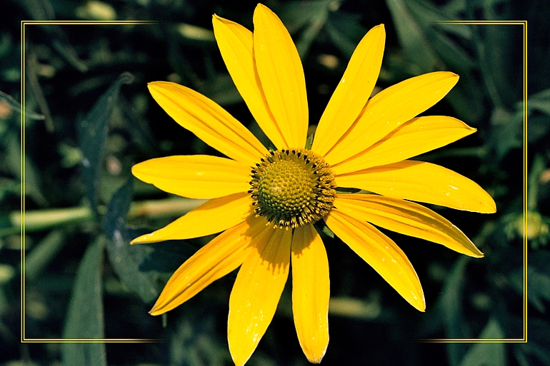 Słoneczny kwiat
Słowa kluczowe: kwiat,żółty