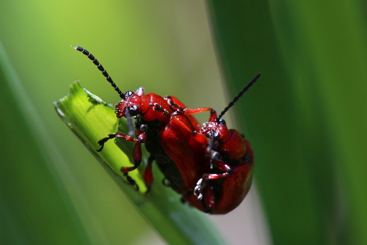 Poskrzypka cebulowa, syn. P. leśna
[i]Lilioceris merdigera[/i]
Słowa kluczowe: owad,czerwony,chrząszcz