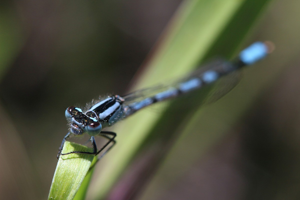 Nimfa stawowa, samiec
[i]Enallagma cyathigerum[/i]
Słowa kluczowe: owad,ważka,niebieski